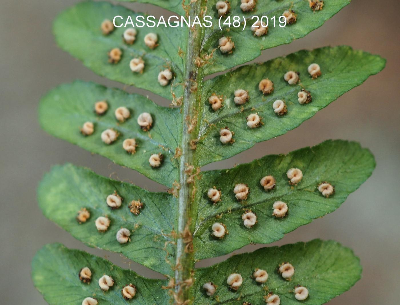 Fern, Male fruit